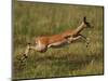 Impala, Okavango Delta, Botswana-Pete Oxford-Mounted Photographic Print