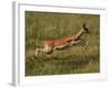 Impala, Okavango Delta, Botswana-Pete Oxford-Framed Photographic Print