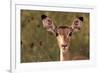 Impala Portrait, Ruaha National Park, Tanzania - an Alert Ewe Stares Directly at the Camera-William Gray-Framed Photographic Print