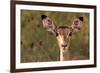 Impala Portrait, Ruaha National Park, Tanzania - an Alert Ewe Stares Directly at the Camera-William Gray-Framed Photographic Print