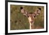 Impala Portrait, Ruaha National Park, Tanzania - an Alert Ewe Stares Directly at the Camera-William Gray-Framed Photographic Print