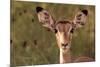 Impala Portrait, Ruaha National Park, Tanzania - an Alert Ewe Stares Directly at the Camera-William Gray-Mounted Photographic Print