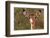 Impala Portrait, Ruaha National Park, Tanzania - an Alert Ewe Stares Directly at the Camera-William Gray-Framed Photographic Print