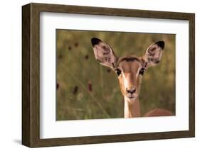 Impala Portrait, Ruaha National Park, Tanzania - an Alert Ewe Stares Directly at the Camera-William Gray-Framed Photographic Print