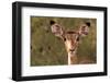 Impala Portrait, Ruaha National Park, Tanzania - an Alert Ewe Stares Directly at the Camera-William Gray-Framed Photographic Print