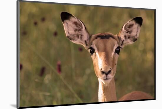Impala Portrait, Ruaha National Park, Tanzania - an Alert Ewe Stares Directly at the Camera-William Gray-Mounted Photographic Print