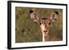 Impala Portrait, Ruaha National Park, Tanzania - an Alert Ewe Stares Directly at the Camera-William Gray-Framed Photographic Print