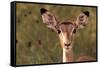 Impala Portrait, Ruaha National Park, Tanzania - an Alert Ewe Stares Directly at the Camera-William Gray-Framed Stretched Canvas