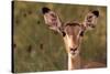 Impala Portrait, Ruaha National Park, Tanzania - an Alert Ewe Stares Directly at the Camera-William Gray-Stretched Canvas