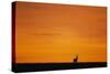 Impala Silhouette at Sunrise-Paul Souders-Stretched Canvas