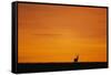 Impala Silhouette at Sunrise-Paul Souders-Framed Stretched Canvas