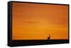 Impala Silhouette at Sunrise-Paul Souders-Framed Stretched Canvas