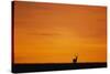 Impala Silhouette at Sunrise-Paul Souders-Stretched Canvas