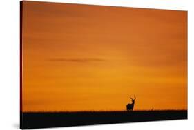 Impala Silhouette at Sunrise-Paul Souders-Stretched Canvas