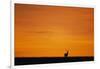 Impala Silhouette at Sunrise-Paul Souders-Framed Photographic Print