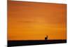 Impala Silhouette at Sunrise-Paul Souders-Mounted Photographic Print