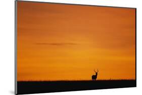 Impala Silhouette at Sunrise-Paul Souders-Mounted Photographic Print