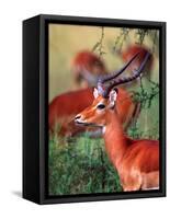 Impala, Tanzania-David Northcott-Framed Stretched Canvas