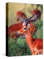 Impala, Tanzania-David Northcott-Stretched Canvas