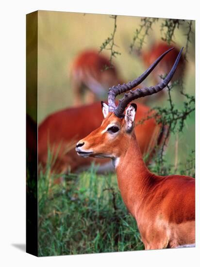 Impala, Tanzania-David Northcott-Stretched Canvas