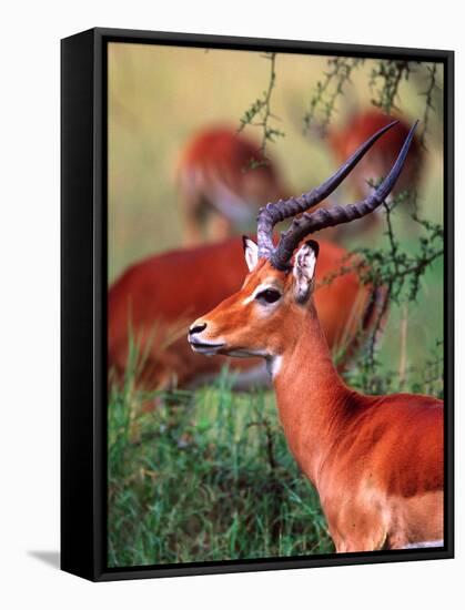 Impala, Tanzania-David Northcott-Framed Stretched Canvas