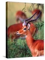 Impala, Tanzania-David Northcott-Stretched Canvas