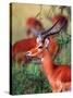 Impala, Tanzania-David Northcott-Stretched Canvas