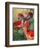 Impala, Tanzania-David Northcott-Framed Photographic Print