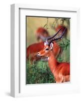 Impala, Tanzania-David Northcott-Framed Photographic Print