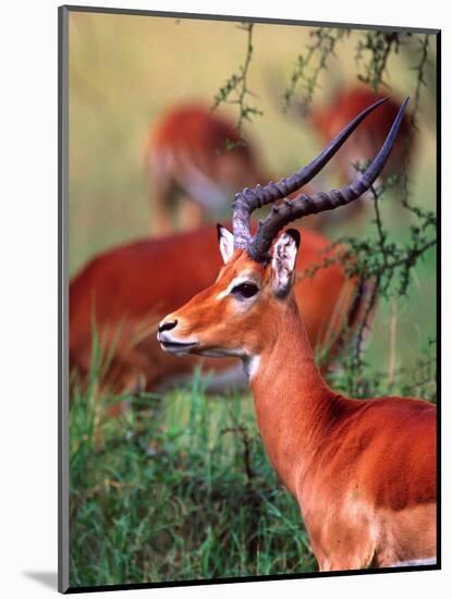 Impala, Tanzania-David Northcott-Mounted Photographic Print