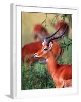 Impala, Tanzania-David Northcott-Framed Photographic Print