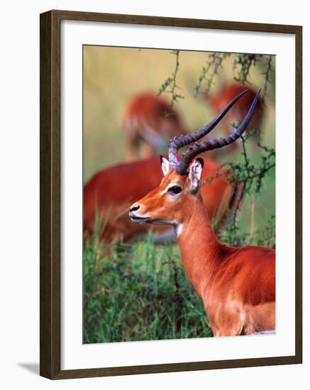 Impala, Tanzania-David Northcott-Framed Photographic Print