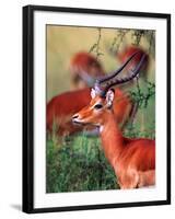 Impala, Tanzania-David Northcott-Framed Photographic Print