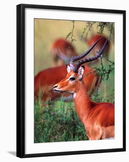 Impala, Tanzania-David Northcott-Framed Photographic Print