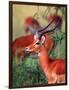 Impala, Tanzania-David Northcott-Framed Photographic Print