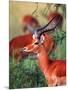 Impala, Tanzania-David Northcott-Mounted Photographic Print