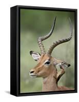 Impala with a Red-Billed Oxpecker Cleaning its Ear, Kruger National Park, South Africa-James Hager-Framed Stretched Canvas