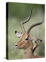 Impala with a Red-Billed Oxpecker Cleaning its Ear, Kruger National Park, South Africa-James Hager-Stretched Canvas