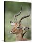 Impala with a Red-Billed Oxpecker Cleaning its Ear, Kruger National Park, South Africa-James Hager-Stretched Canvas