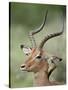 Impala with a Red-Billed Oxpecker Cleaning its Ear, Kruger National Park, South Africa-James Hager-Stretched Canvas