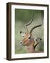 Impala with a Red-Billed Oxpecker Cleaning its Ear, Kruger National Park, South Africa-James Hager-Framed Photographic Print