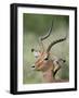 Impala with a Red-Billed Oxpecker Cleaning its Ear, Kruger National Park, South Africa-James Hager-Framed Photographic Print