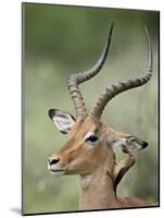 Impala with a Red-Billed Oxpecker Cleaning its Ear, Kruger National Park, South Africa-James Hager-Mounted Photographic Print