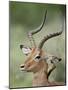 Impala with a Red-Billed Oxpecker Cleaning its Ear, Kruger National Park, South Africa-James Hager-Mounted Photographic Print