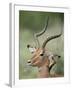 Impala with a Red-Billed Oxpecker Cleaning its Ear, Kruger National Park, South Africa-James Hager-Framed Photographic Print