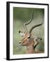 Impala with a Red-Billed Oxpecker Cleaning its Ear, Kruger National Park, South Africa-James Hager-Framed Photographic Print