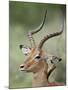 Impala with a Red-Billed Oxpecker Cleaning its Ear, Kruger National Park, South Africa-James Hager-Mounted Photographic Print