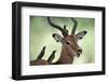 Impala With Oxpeckers. Kruger National Park, South Africa-Tony Heald-Framed Photographic Print
