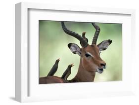 Impala With Oxpeckers. Kruger National Park, South Africa-Tony Heald-Framed Photographic Print