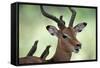 Impala With Oxpeckers. Kruger National Park, South Africa-Tony Heald-Framed Stretched Canvas